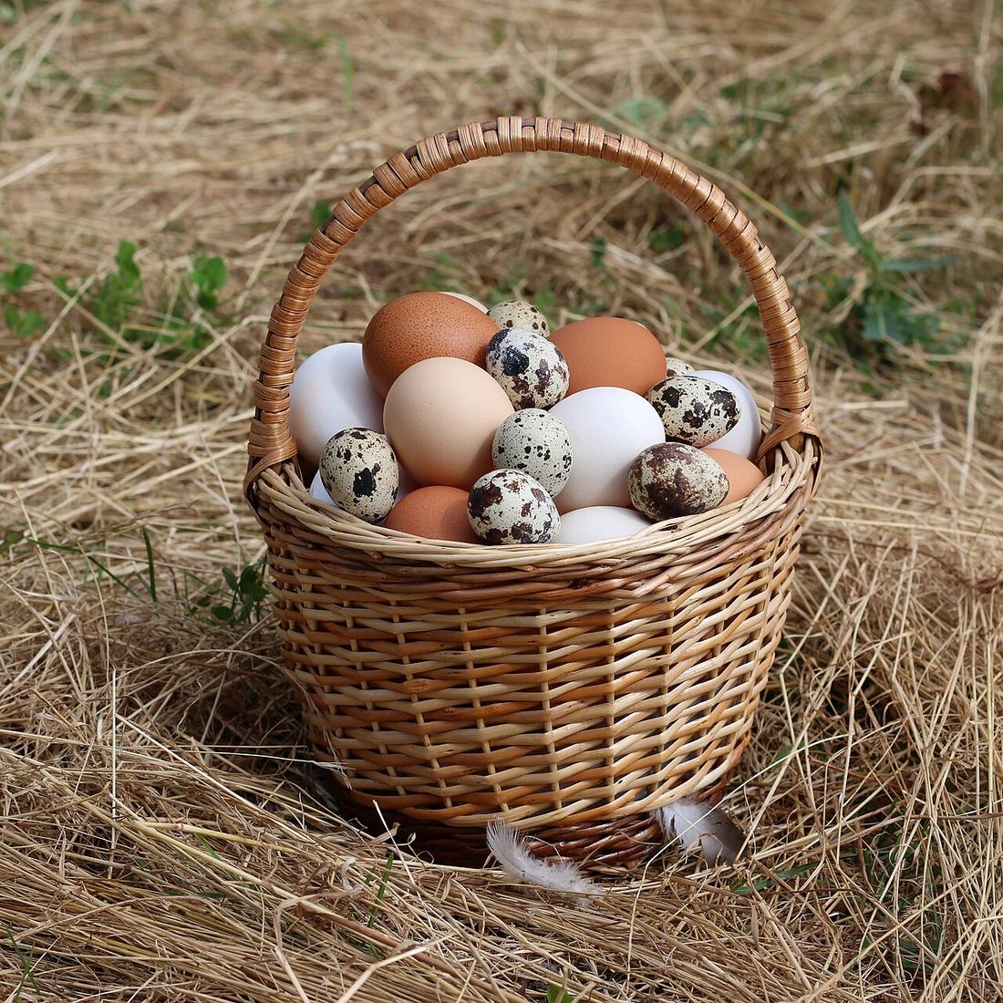 Chicken and quail eggs in a basket, CC BY-SA 4.0