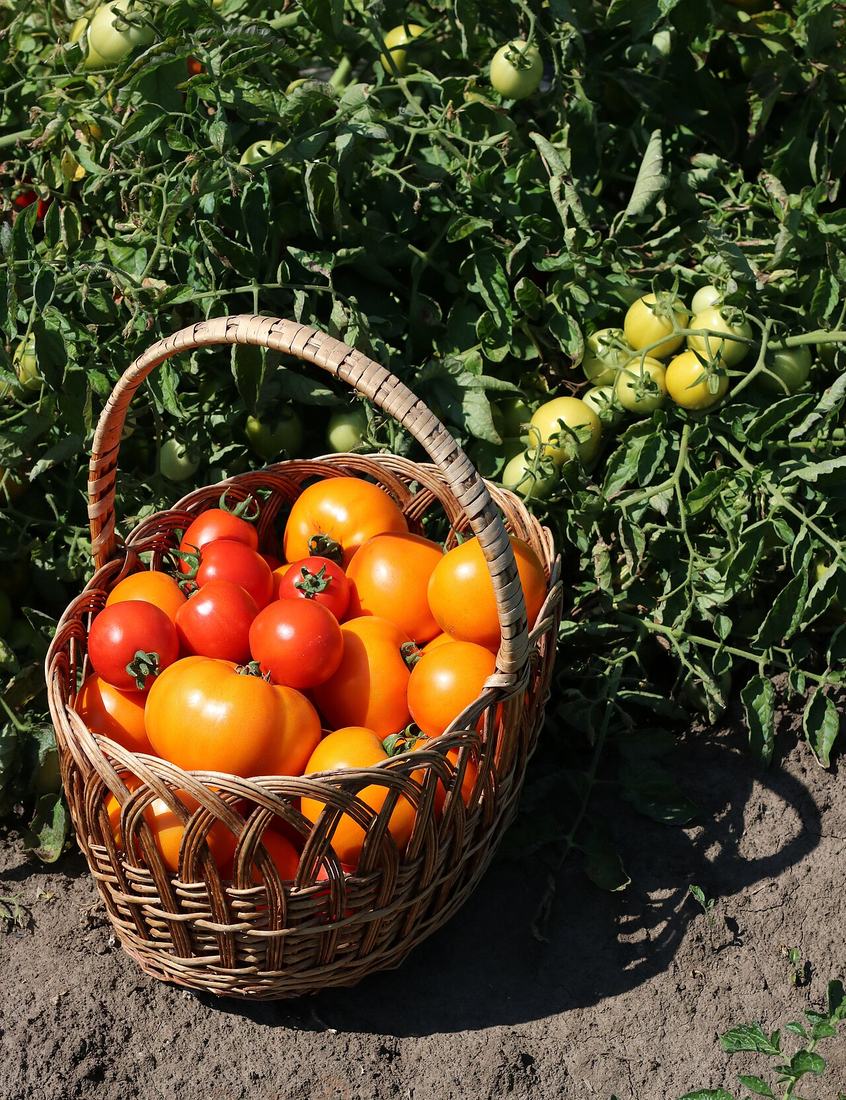 A basket of tomatoes beside tomato plants, CC BY 4.0