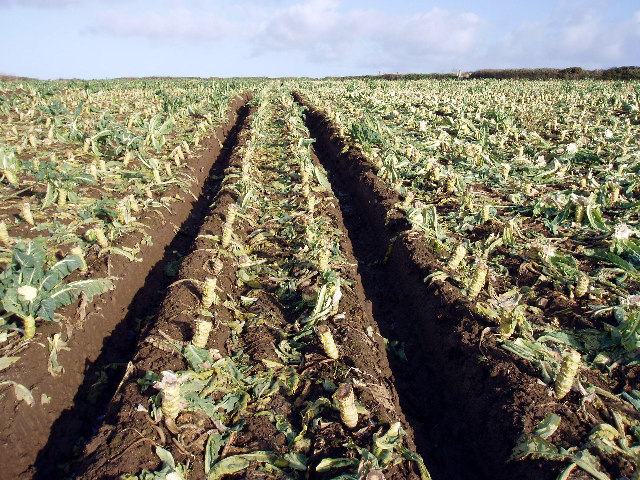 A vegetable field after harvest, CC BY-SA 2.0
